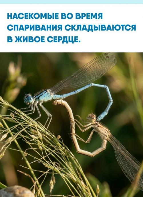 Необычный брачный ритуал, который часто приписывают загадочным 