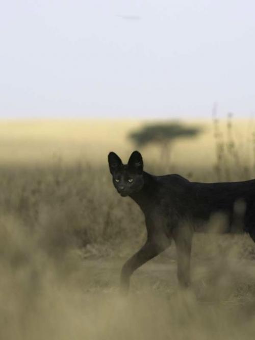 В самом сердце африканских саванн живёт одно из самых редких чудес природы - чёрный сервал. 02