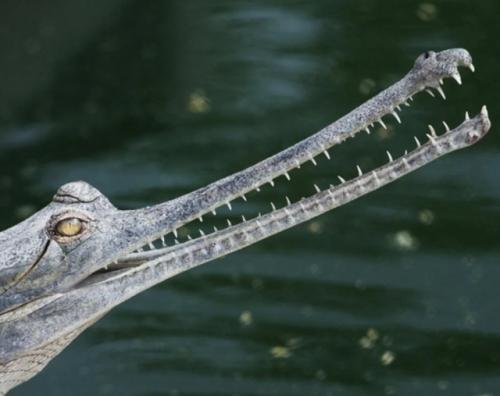 Это гавиал, близкий родственник крокодила, живёт в Индии и Непале. 02
