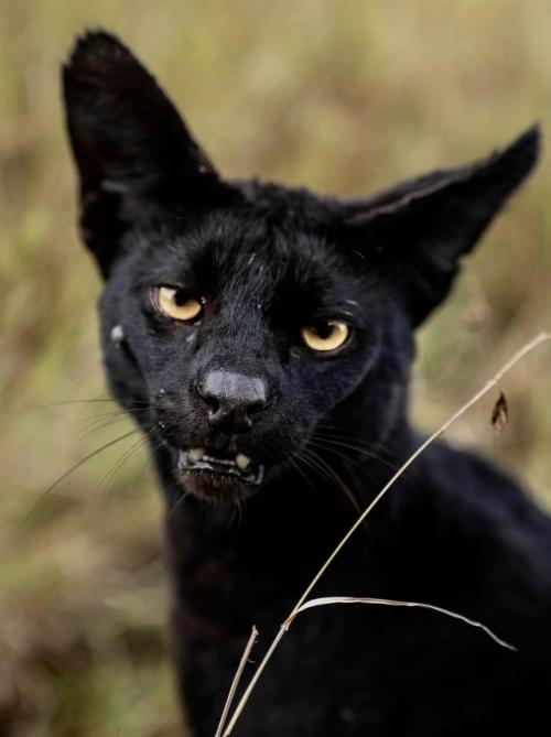 В самом сердце африканских саванн живёт одно из самых редких чудес природы - чёрный сервал. 05