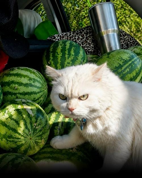 Кот по имени перл из Таиланда прославился на весь интернет как самый серьёзный охранник арбузов. 03