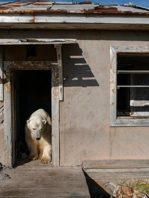Медвежьи дачи на колючинском острове. 04