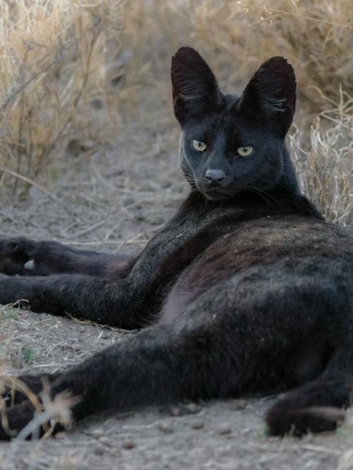 В самом сердце африканских саванн живёт одно из самых редких чудес природы - чёрный сервал. 01