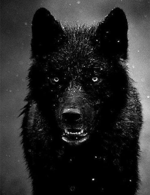 Только на территории северной америки встречаются волки с чёрной шерстью. 01