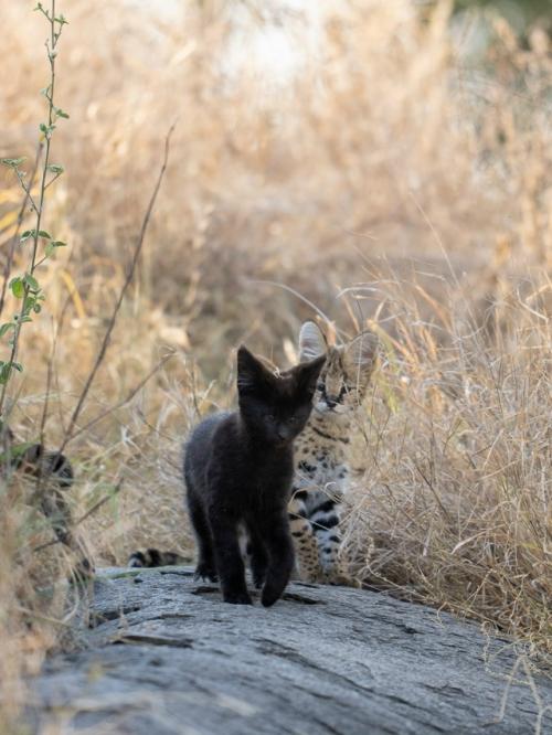 В самом сердце африканских саванн живёт одно из самых редких чудес природы - чёрный сервал. 09