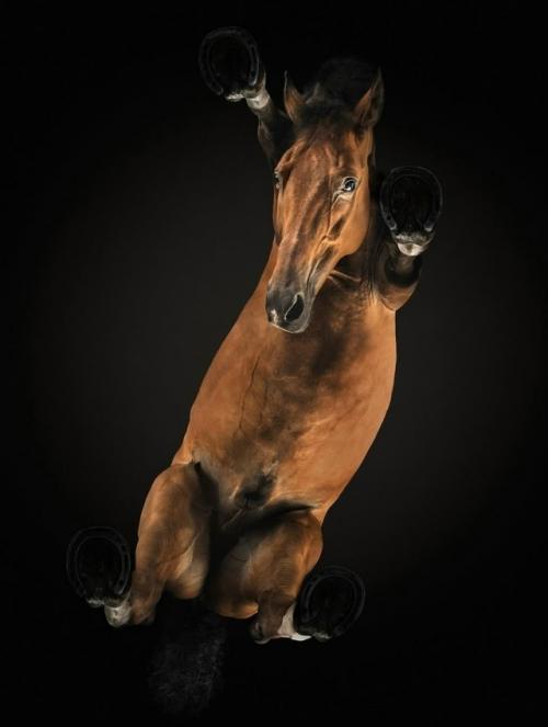 Фотограф Андриус бурба решил взглянуть на животных … снизу! 06