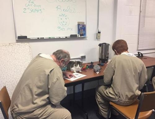 Знакомьтесь, это тюрьма пендлдон в США, в котором открылся приют для бездомных кошечек.  