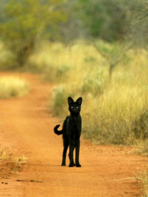 В самом сердце африканских саванн живёт одно из самых редких чудес природы - чёрный сервал. 08