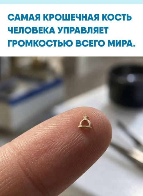 Внутри нашего уха скрывается стремечко - миниатюрная деталь длиной всего около трёх миллиметров и весом не больше пары миллиграммов.  