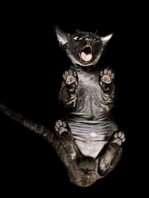 Фотограф Андриус бурба решил взглянуть на животных … снизу! 05