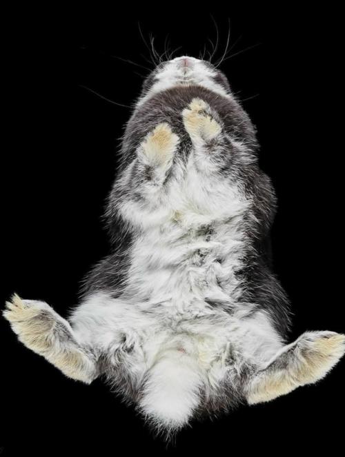 Фотограф Андриус бурба решил взглянуть на животных … снизу! 02