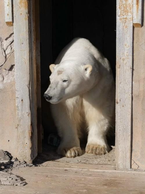 Медвежьи дачи на колючинском острове. 01