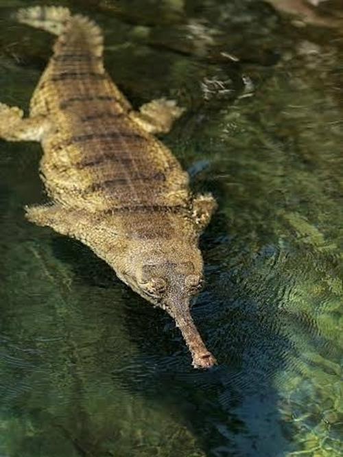 Это гавиал, близкий родственник крокодила, живёт в Индии и Непале. 01