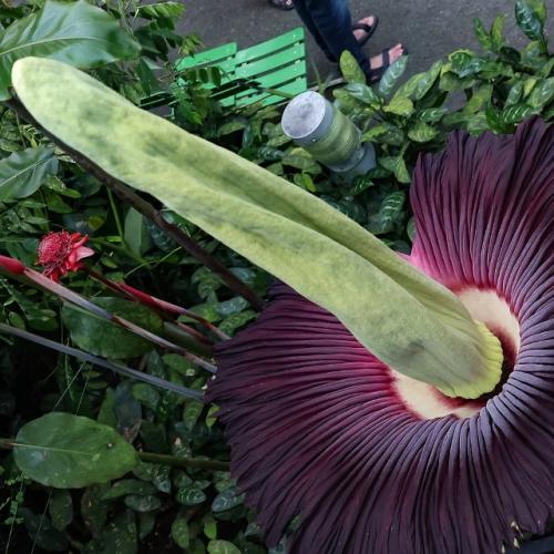 В ботаническом саду Германии пропал аморфофаллус титанический - растение, известное своим чудовищным запахом тухлых яиц и падали. 01