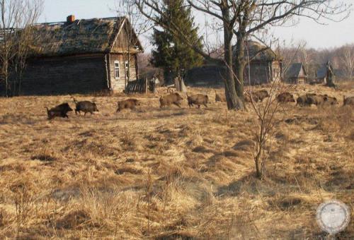 Зона Отчуждения в Чернобыле стала раем для дикой природы.