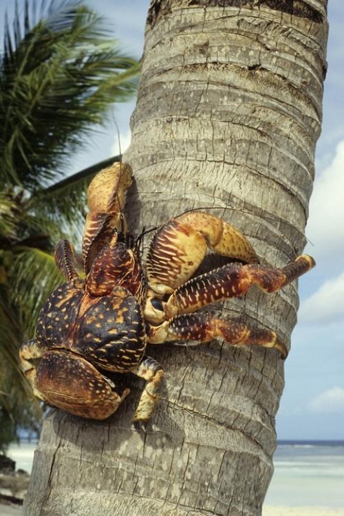 Семья австралийцев решила сходить на барбекю. 07