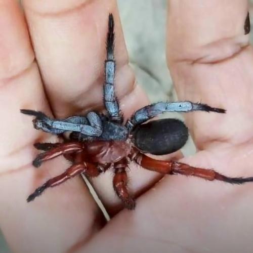 Двуликий (и двуполый) паук из Таиланда. 02