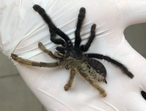 Двуликий (и двуполый) паук из Таиланда. 01