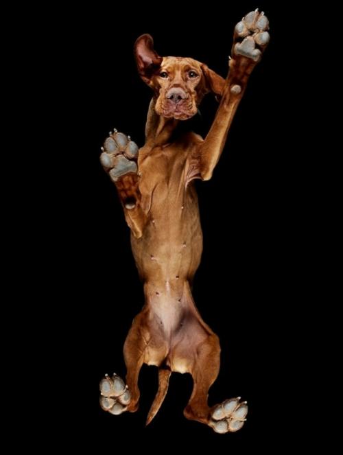 Фотограф Андриус бурба решил взглянуть на животных … снизу! 01