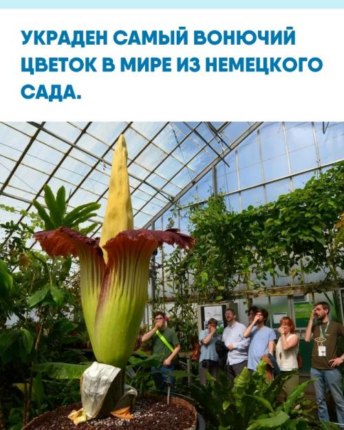 В ботаническом саду Германии пропал аморфофаллус титанический - растение, известное своим чудовищным запахом тухлых яиц и падали.