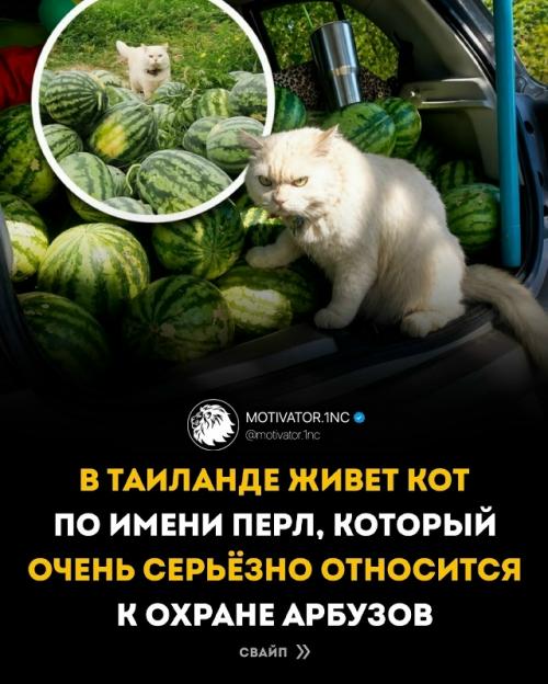 Кот по имени перл из Таиланда прославился на весь интернет как самый серьёзный охранник арбузов.


