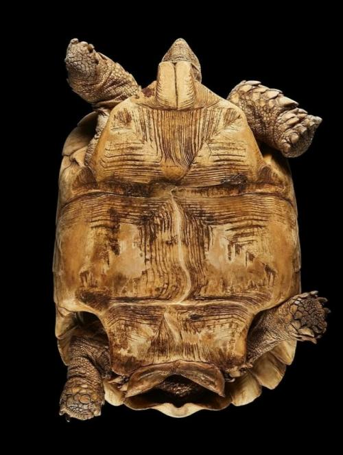 Фотограф Андриус бурба решил взглянуть на животных … снизу! 09