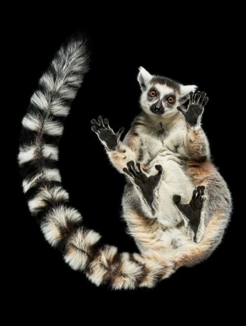 Фотограф Андриус бурба решил взглянуть на животных … снизу! 08