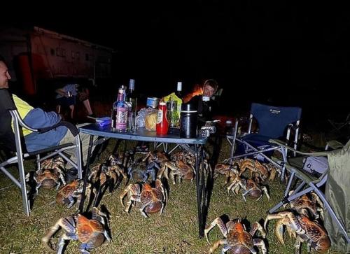 Семья австралийцев решила сходить на барбекю. 03