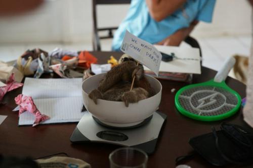 Встречайте женщину, которая живет с 200 ленивцами. 08