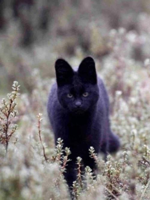 В самом сердце африканских саванн живёт одно из самых редких чудес природы - чёрный сервал. 04