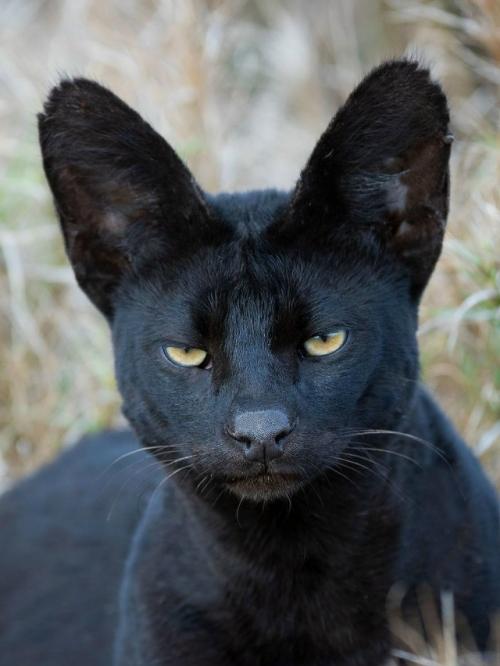 В самом сердце африканских саванн живёт одно из самых редких чудес природы - чёрный сервал. 03