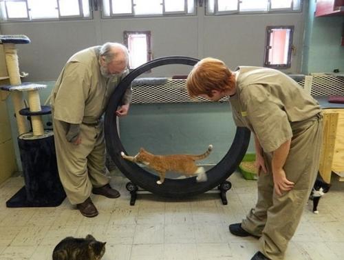 Знакомьтесь, это тюрьма пендлдон в США, в котором открылся приют для бездомных кошечек. 05