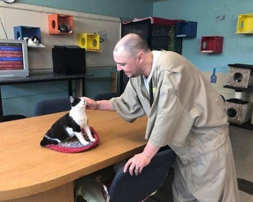 Знакомьтесь, это тюрьма пендлдон в США, в котором открылся приют для бездомных кошечек. 07