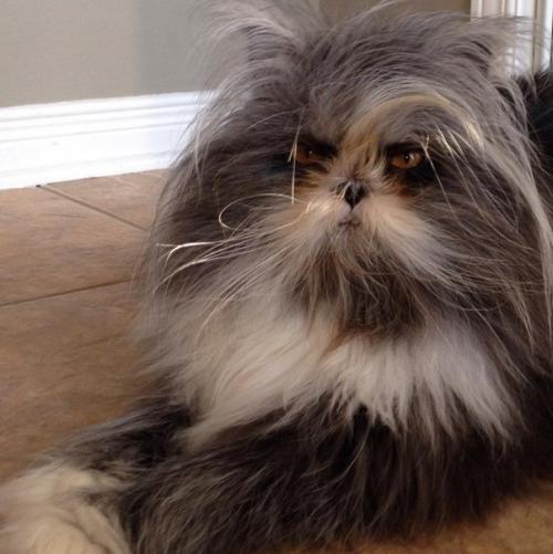 Милейший кот чихун с дьявольской внешностью. 03