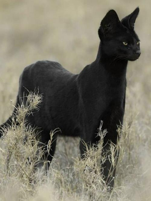 В самом сердце африканских саванн живёт одно из самых редких чудес природы - чёрный сервал. 07