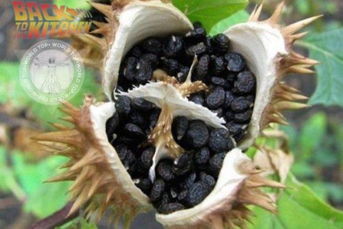 Цветок смеха.   На аравийском полуострове и в юго-западной Азии есть растение, которое называют Цветком Смеха.