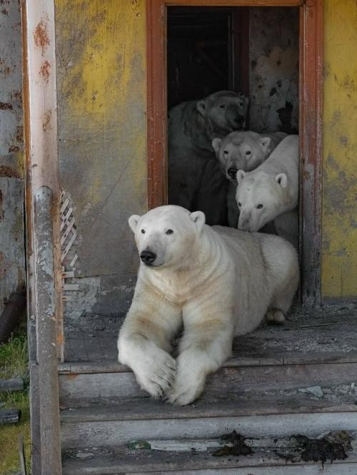 Медвежьи дачи на колючинском острове. 05
