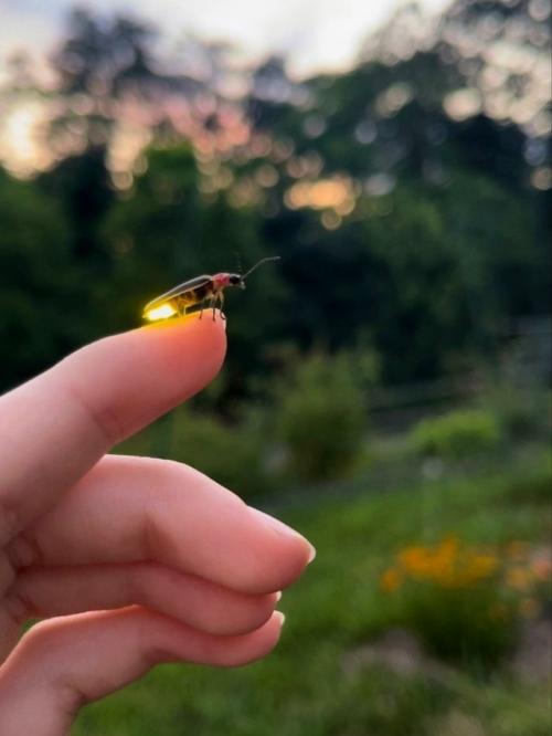 Светлячки - мастера биолюминесценции.