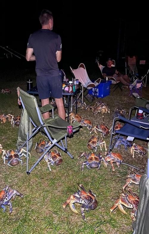 Семья австралийцев решила сходить на барбекю. 04