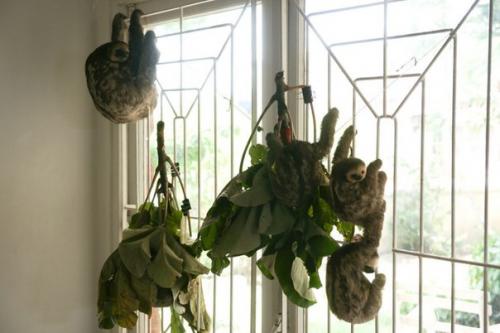 Встречайте женщину, которая живет с 200 ленивцами. 05