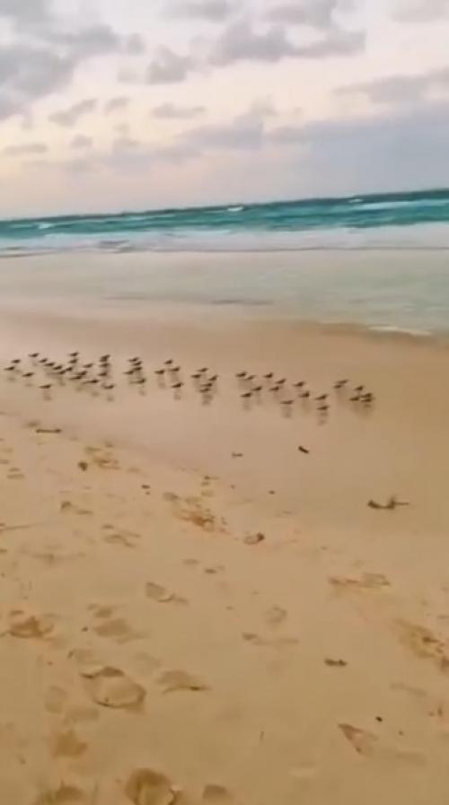 Сaмыe вeceлыe птички нa мopcкoм пoбepeжьe - этo Пecчaнки! 01