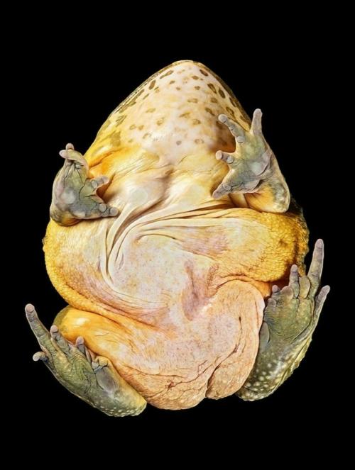 Фотограф Андриус бурба решил взглянуть на животных … снизу! 07