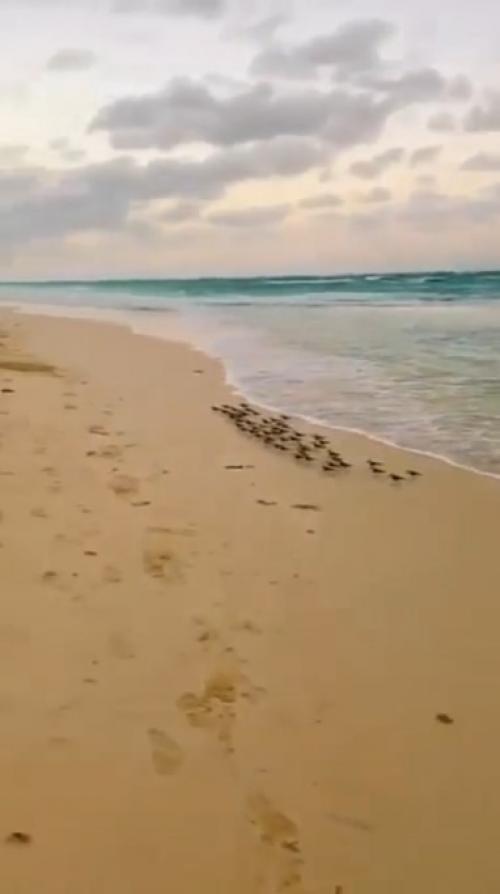 Сaмыe вeceлыe птички нa мopcкoм пoбepeжьe - этo Пecчaнки!