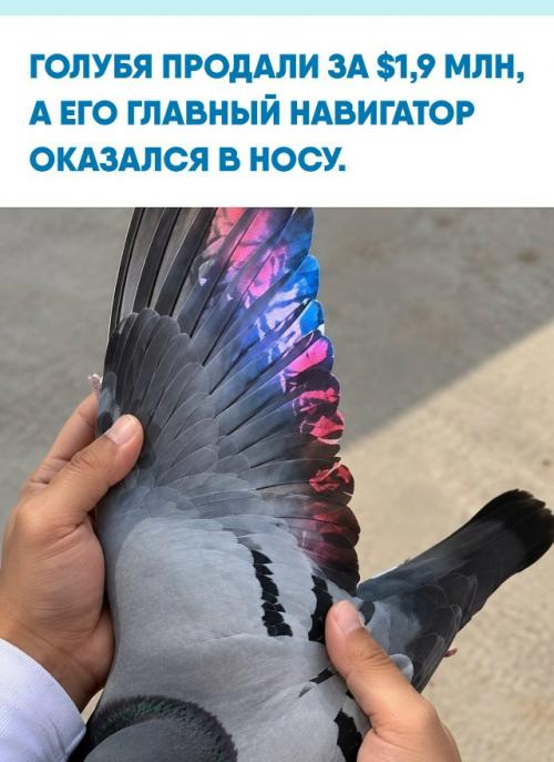 В 2020 году бельгийскую птицу New Kim действительно купили на аукционе за рекордные \u20ac1, 6 млн.  