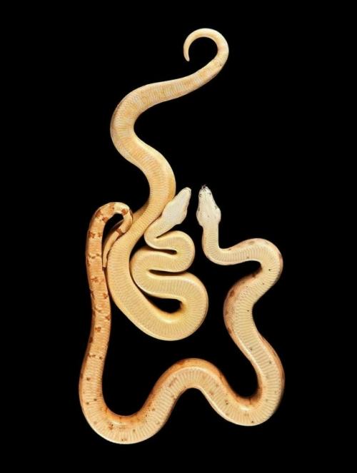 Фотограф Андриус бурба решил взглянуть на животных … снизу! 04