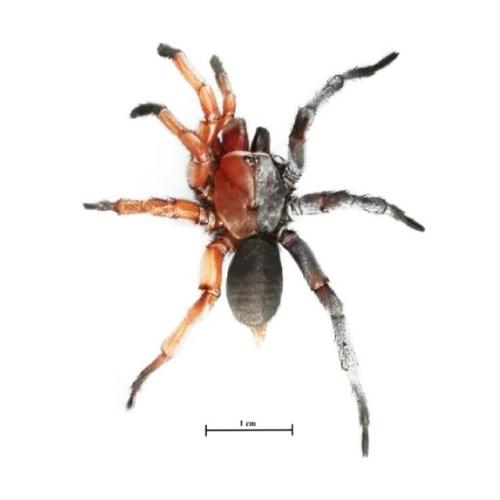 Двуликий (и двуполый) паук из Таиланда. 03