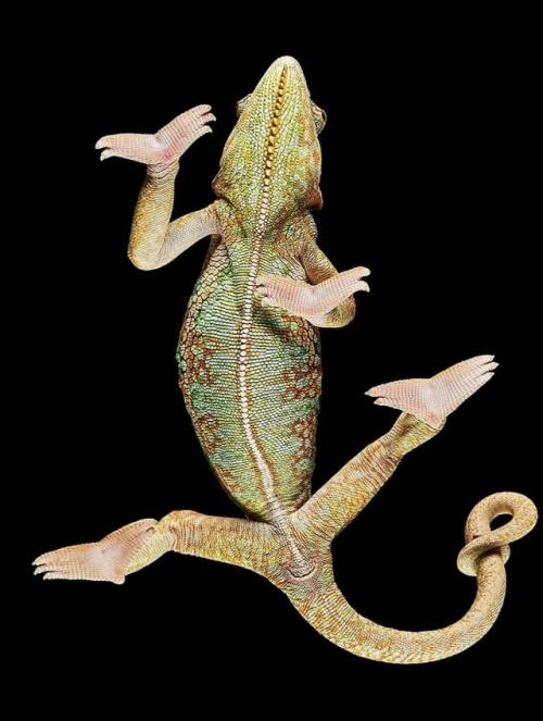 Фотограф Андриус бурба решил взглянуть на животных … снизу! 03