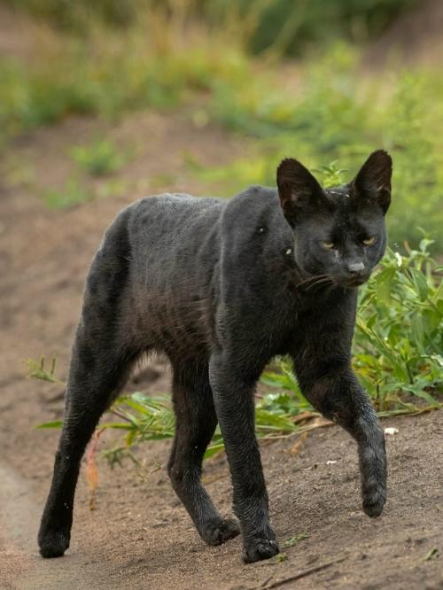 В самом сердце африканских саванн живёт одно из самых редких чудес природы - чёрный сервал. 06