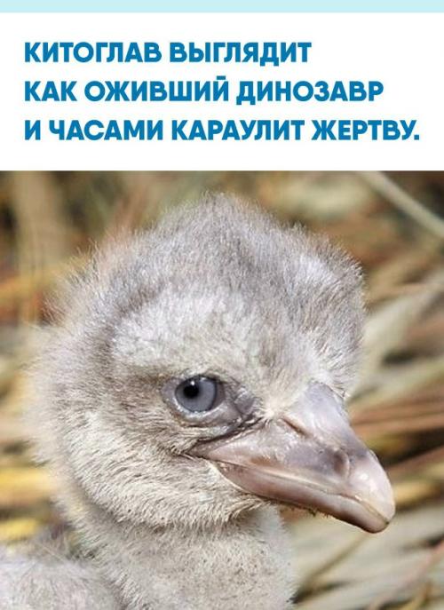 Эта гигантская болотная птица из Африки вырастает почти до полутора метров, а размах её крыльев достигает примерно 2, 5 метра.  