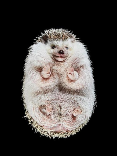 Фотограф Андриус бурба решил взглянуть на животных … снизу!